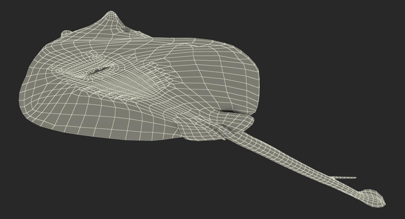 River Stingray 3D model