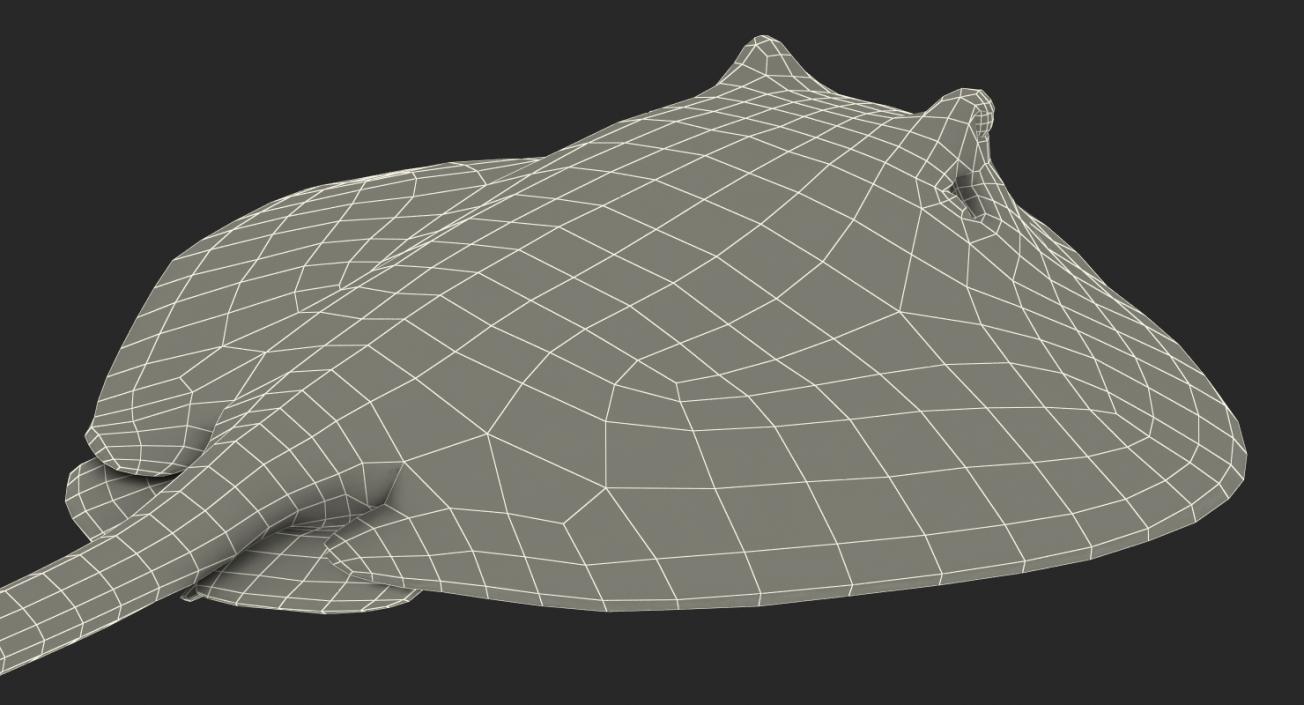 River Stingray 3D model