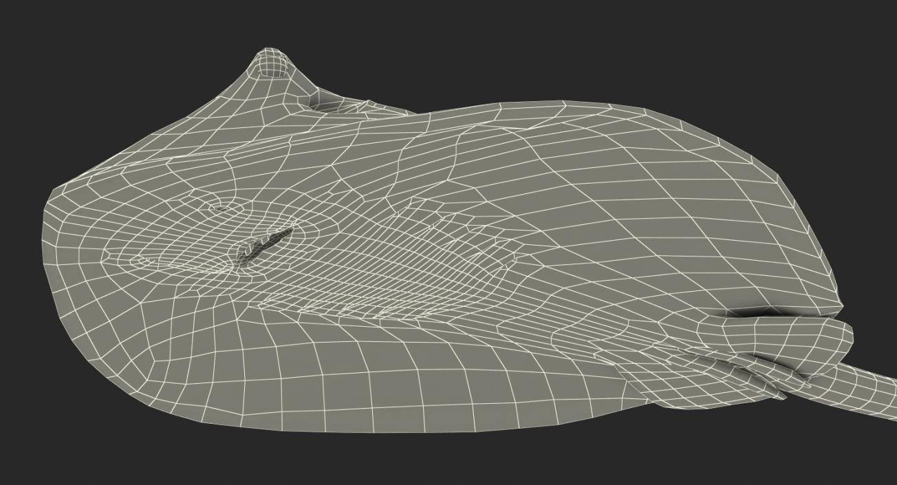 River Stingray 3D model