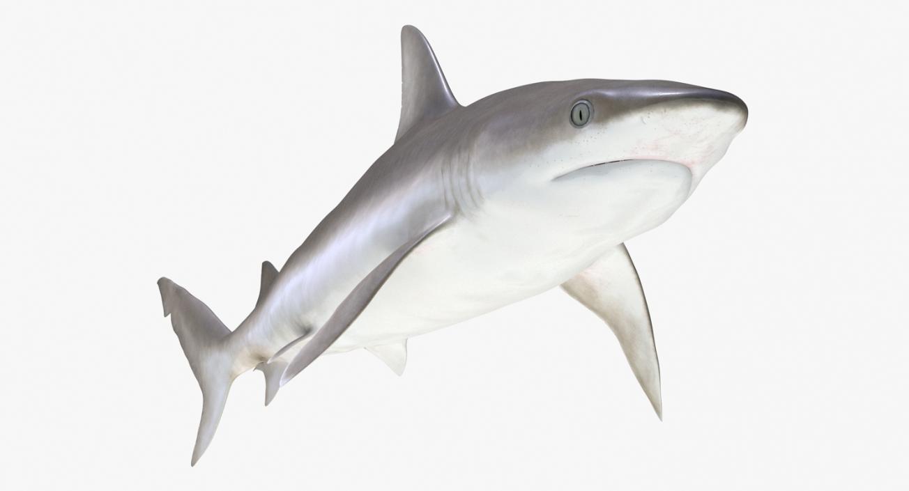 Blacknose Shark Rigged 3D