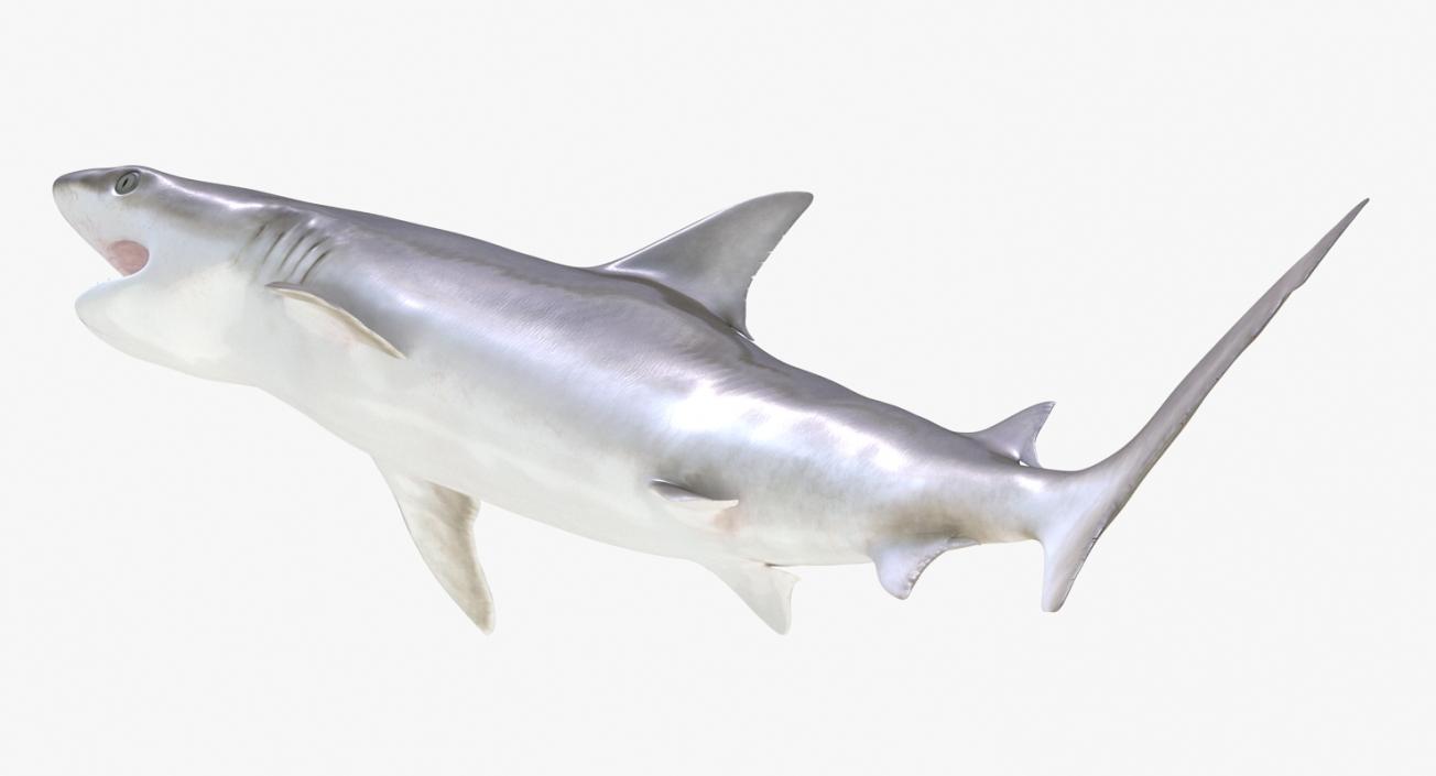 Blacknose Shark Rigged 3D