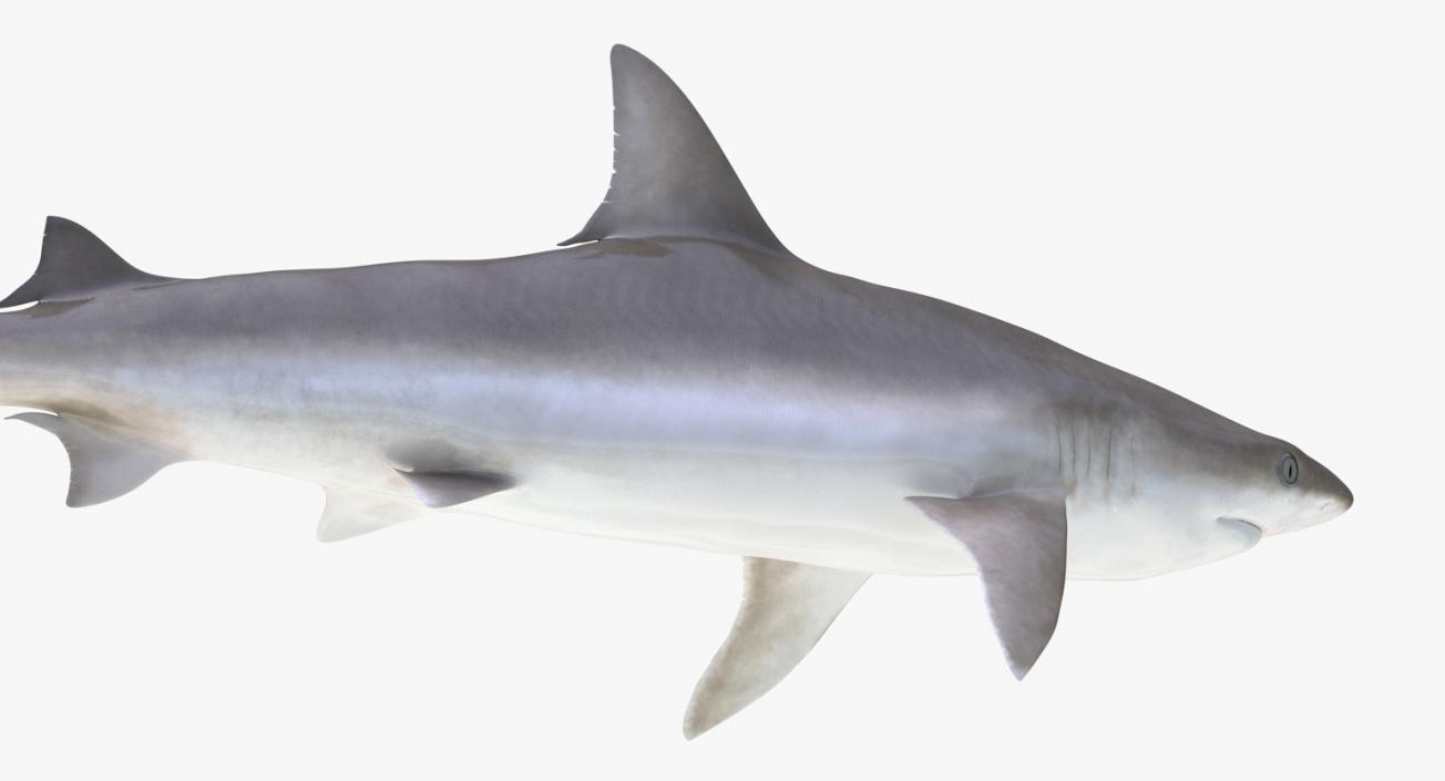 Blacknose Shark Rigged 3D