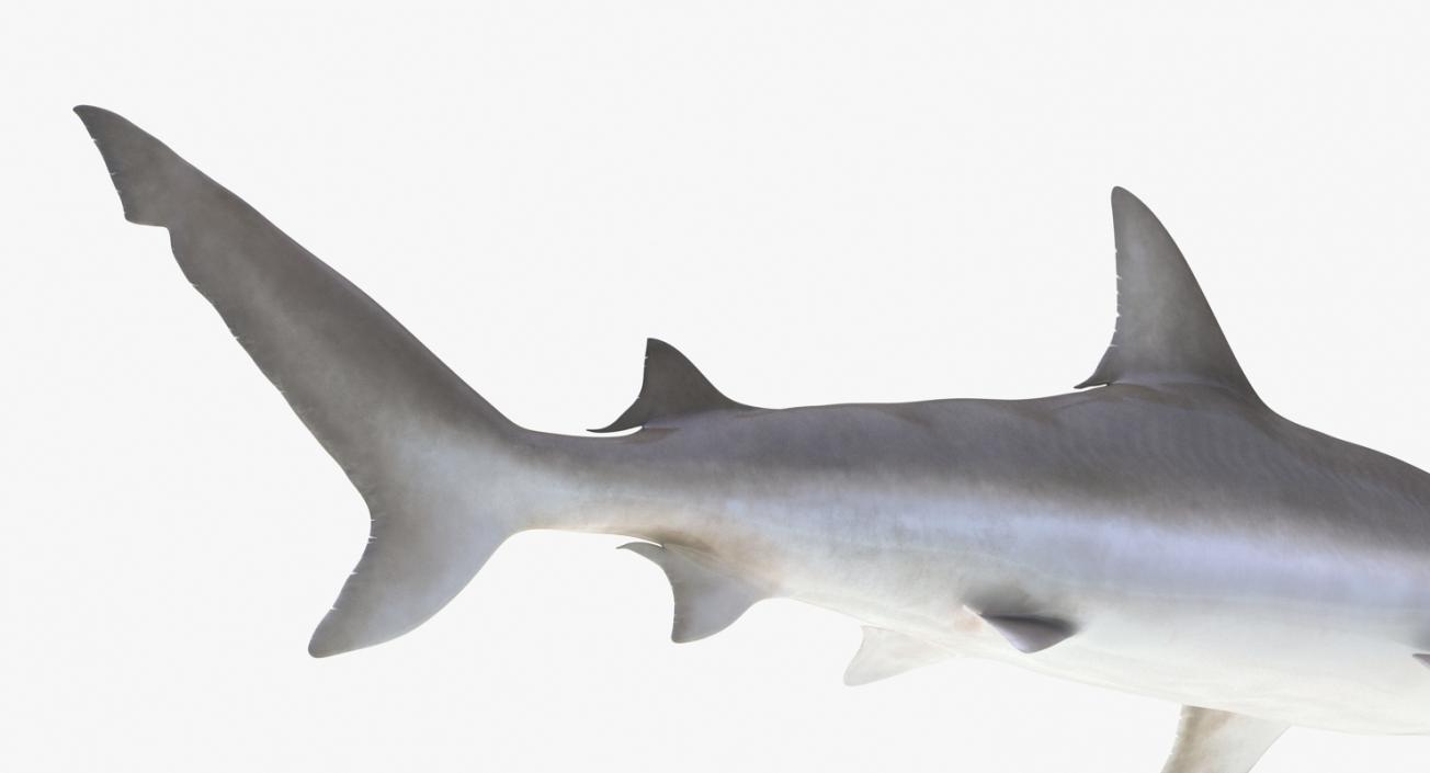 Blacknose Shark Rigged 3D