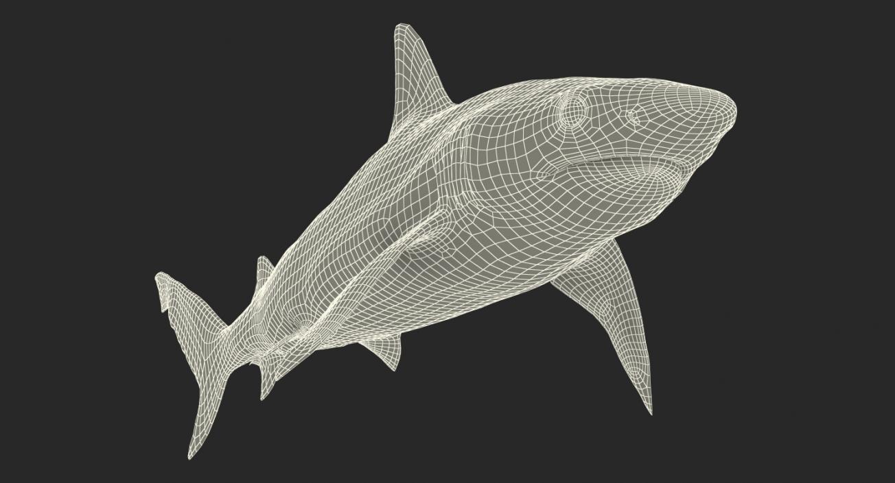 Blacknose Shark Rigged 3D