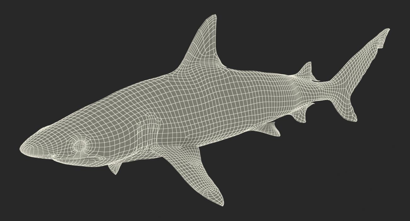 Blacknose Shark Rigged 3D