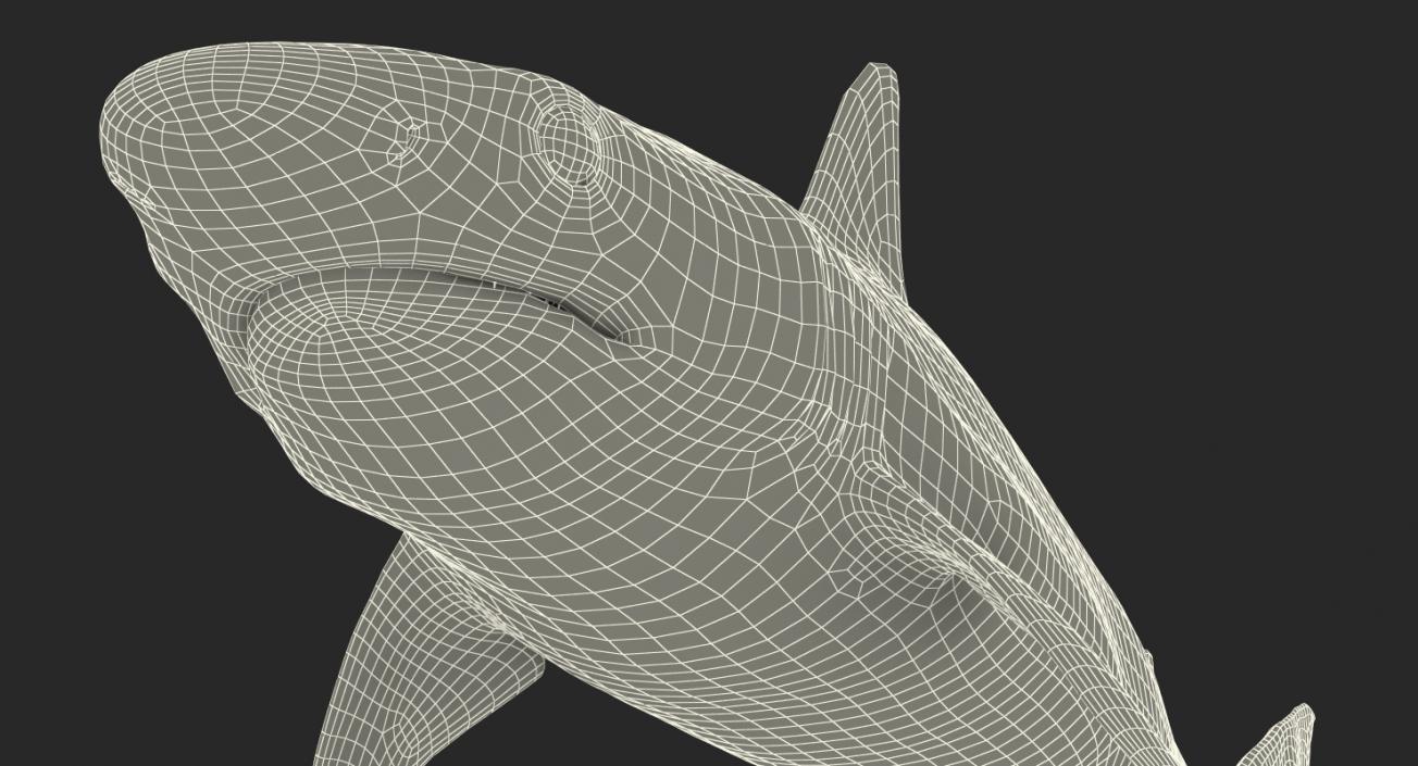 Blacknose Shark Rigged 3D