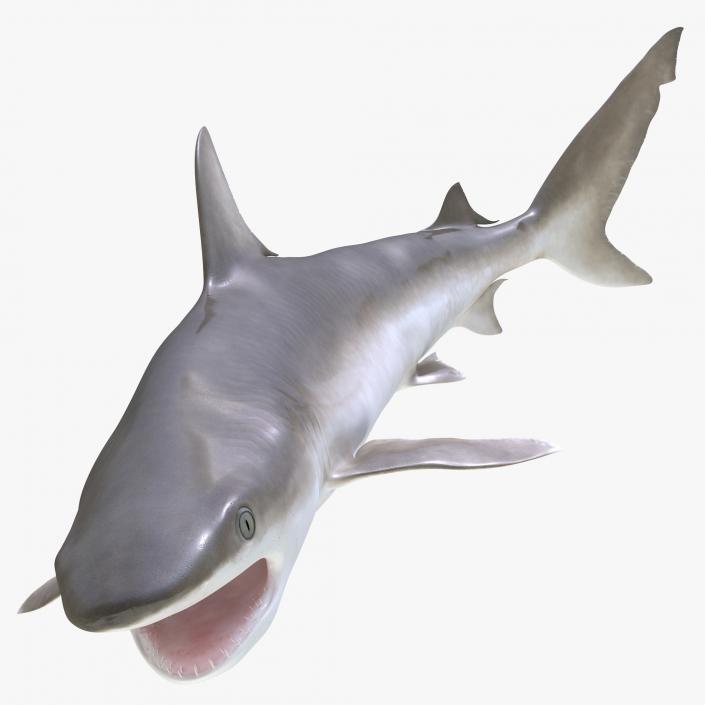 Blacknose Shark Pose 2 3D