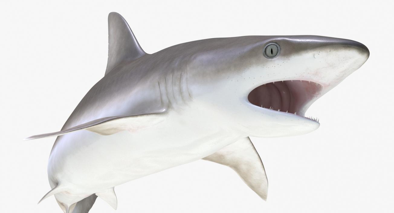 Blacknose Shark Pose 2 3D