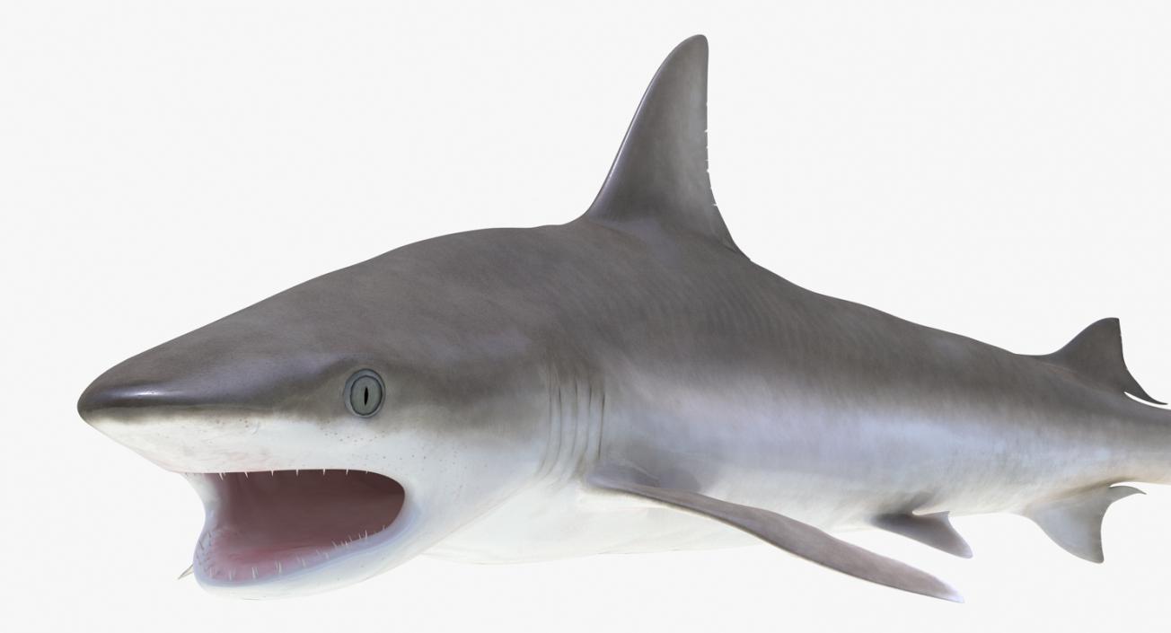 Blacknose Shark Pose 2 3D