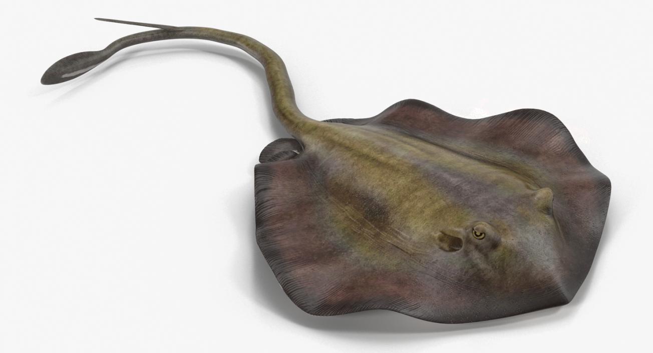 3D model Stingray Rigged