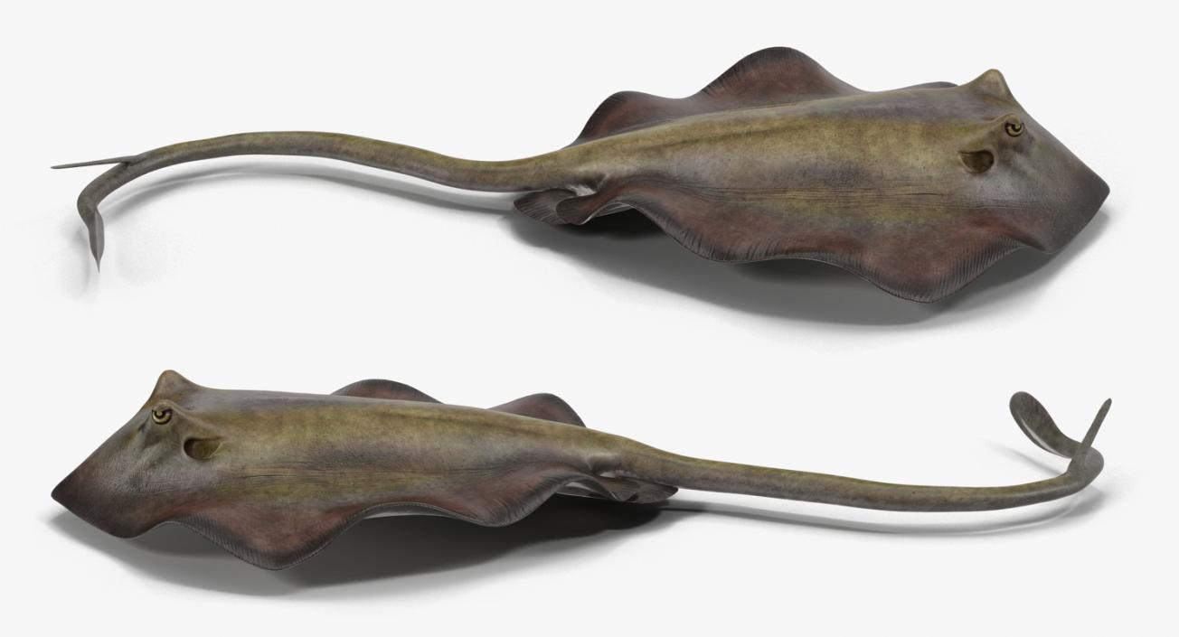 3D model Stingray Rigged