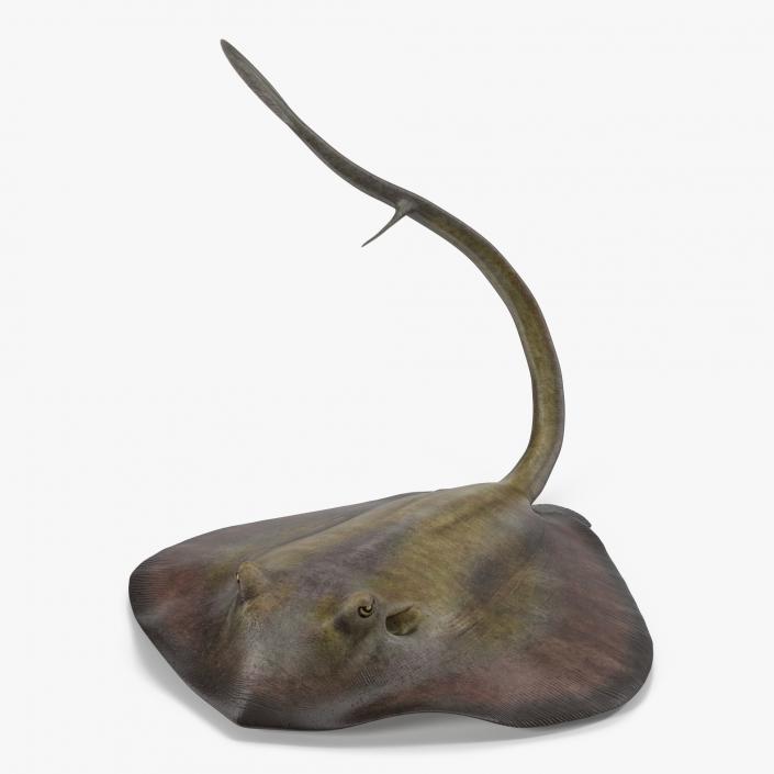 3D model Stingray Pose 2