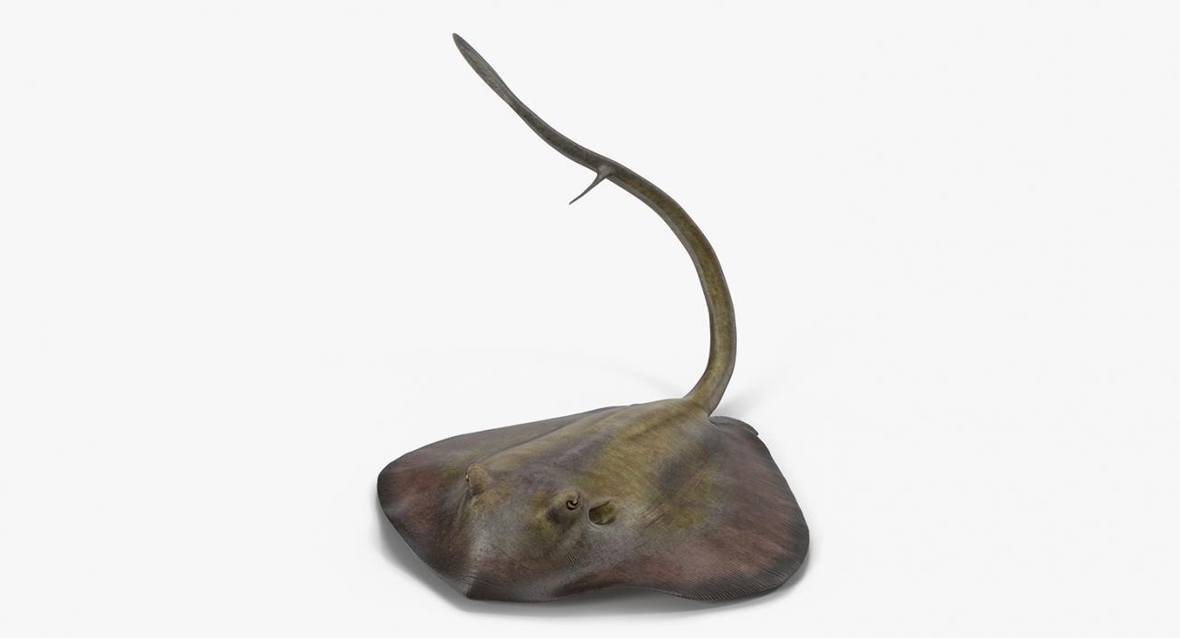 3D model Stingray Pose 2