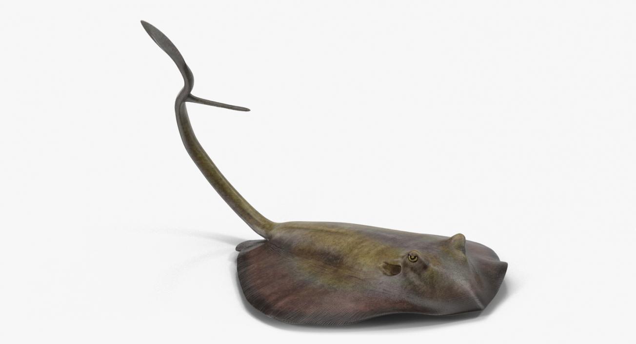 3D model Stingray Pose 2