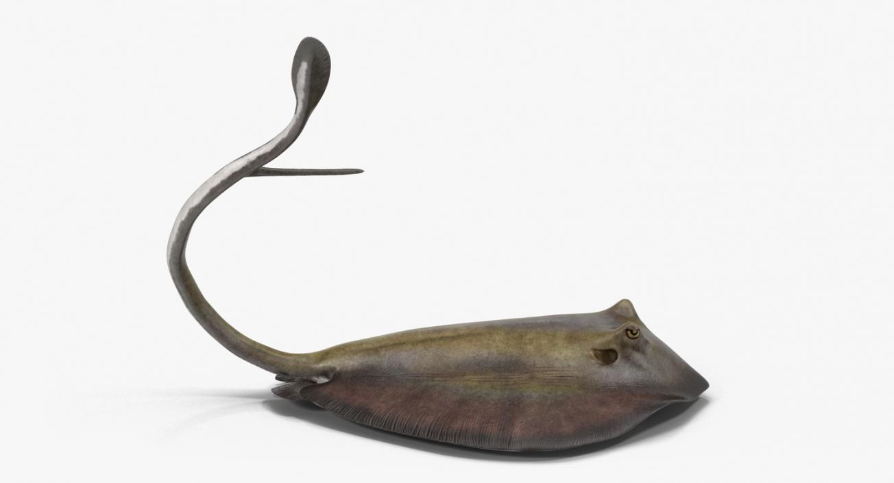 3D model Stingray Pose 2