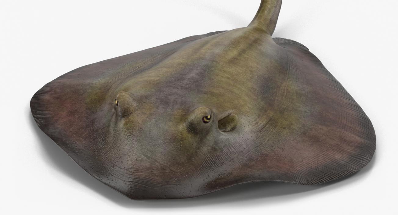 3D model Stingray Pose 2