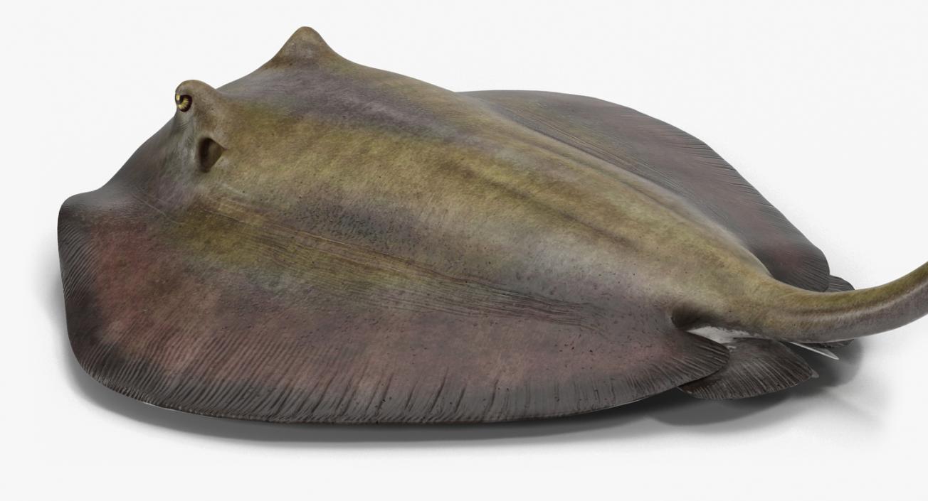 3D model Stingray Pose 2