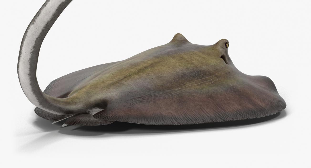 3D model Stingray Pose 2