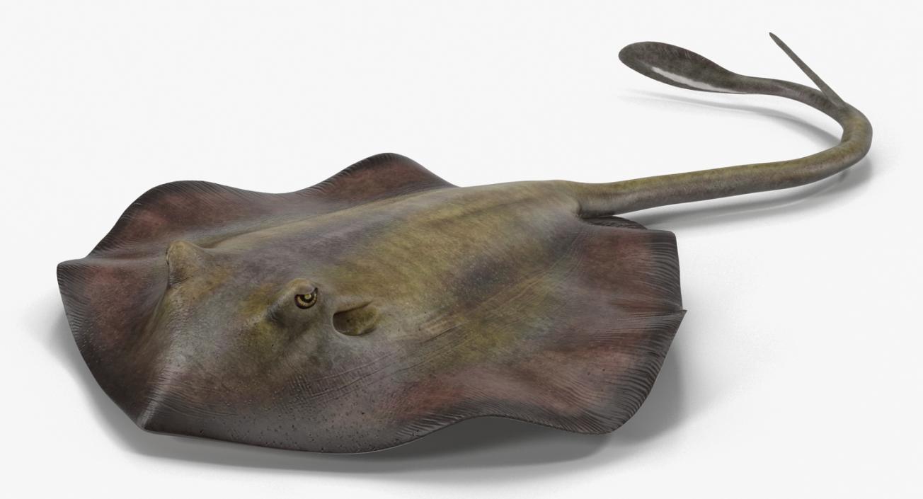 3D model Stingray Pose 3