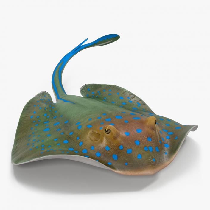 3D Stingray Rigged Collection