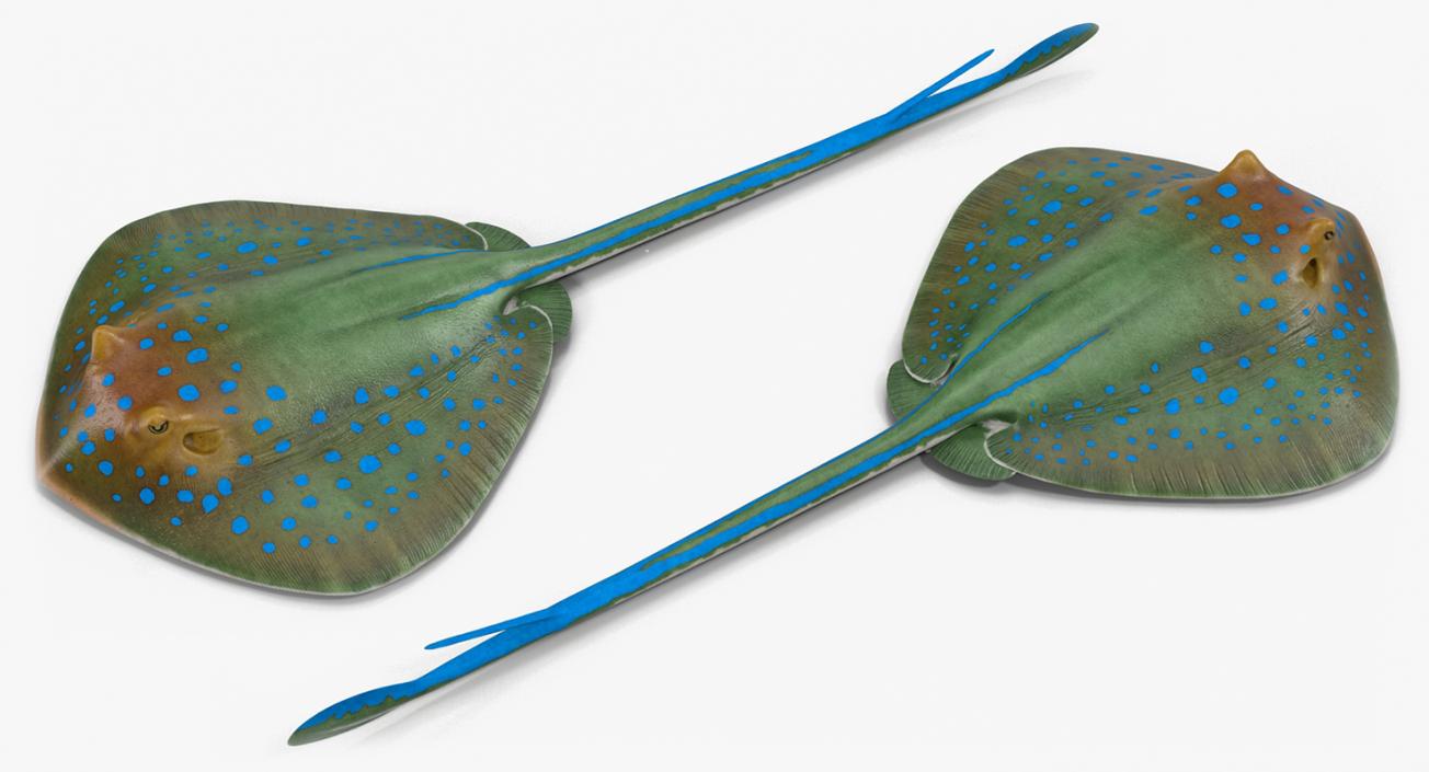 3D Blue Spotted Stingray Rigged model