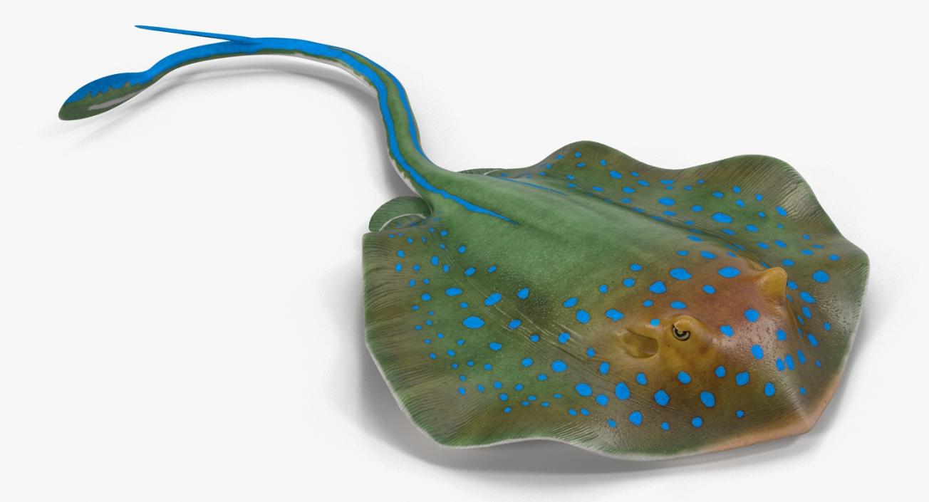 3D Blue Spotted Stingray Rigged model