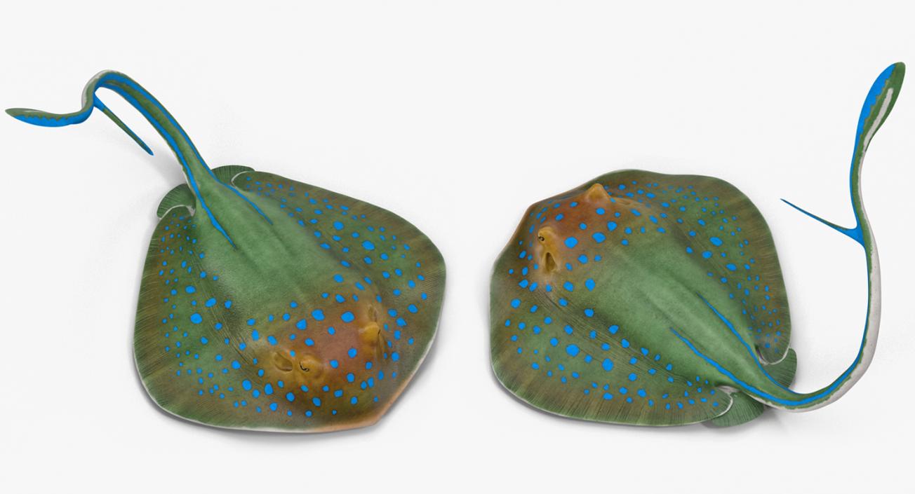 3D Blue Spotted Stingray Rigged model