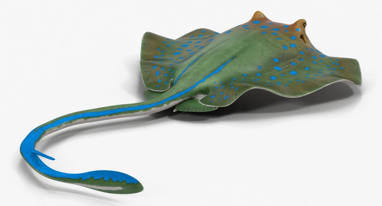 3D Blue Spotted Stingray Rigged model