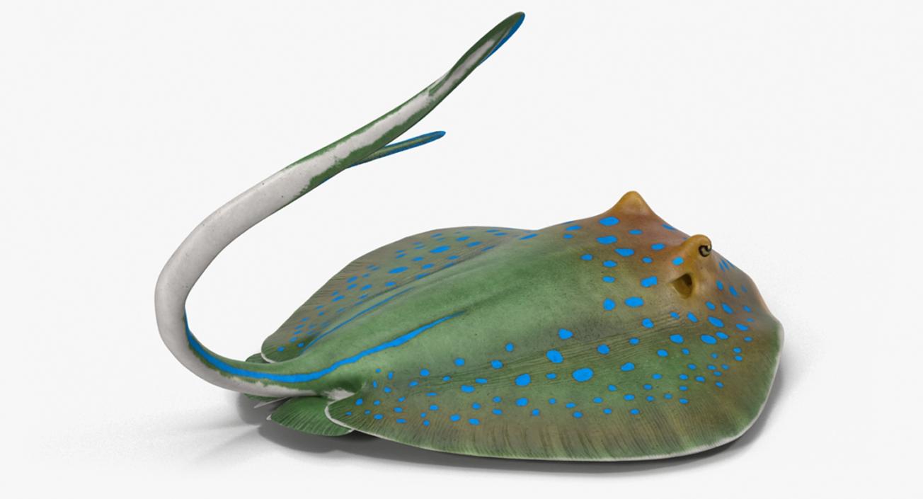 3D Blue Spotted Stingray Rigged model