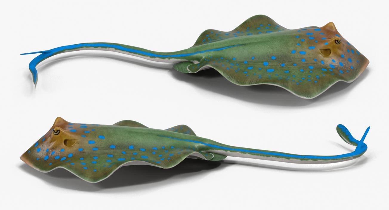 3D Blue Spotted Stingray Rigged model