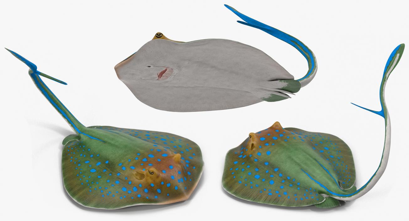 3D Blue Spotted Stingray Rigged model