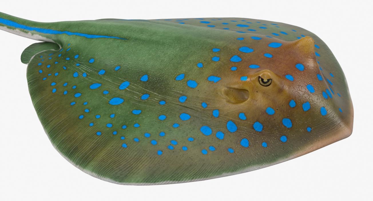 3D Blue Spotted Stingray Rigged model