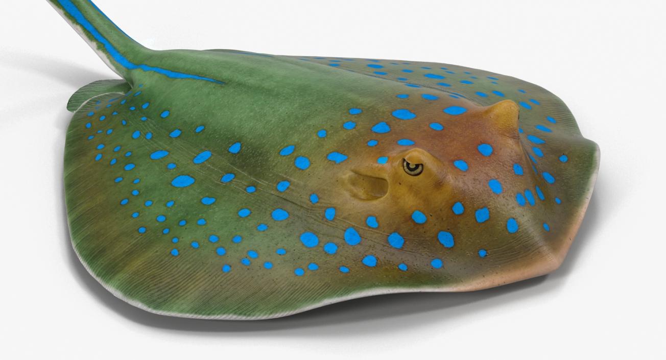 3D Blue Spotted Stingray Rigged model