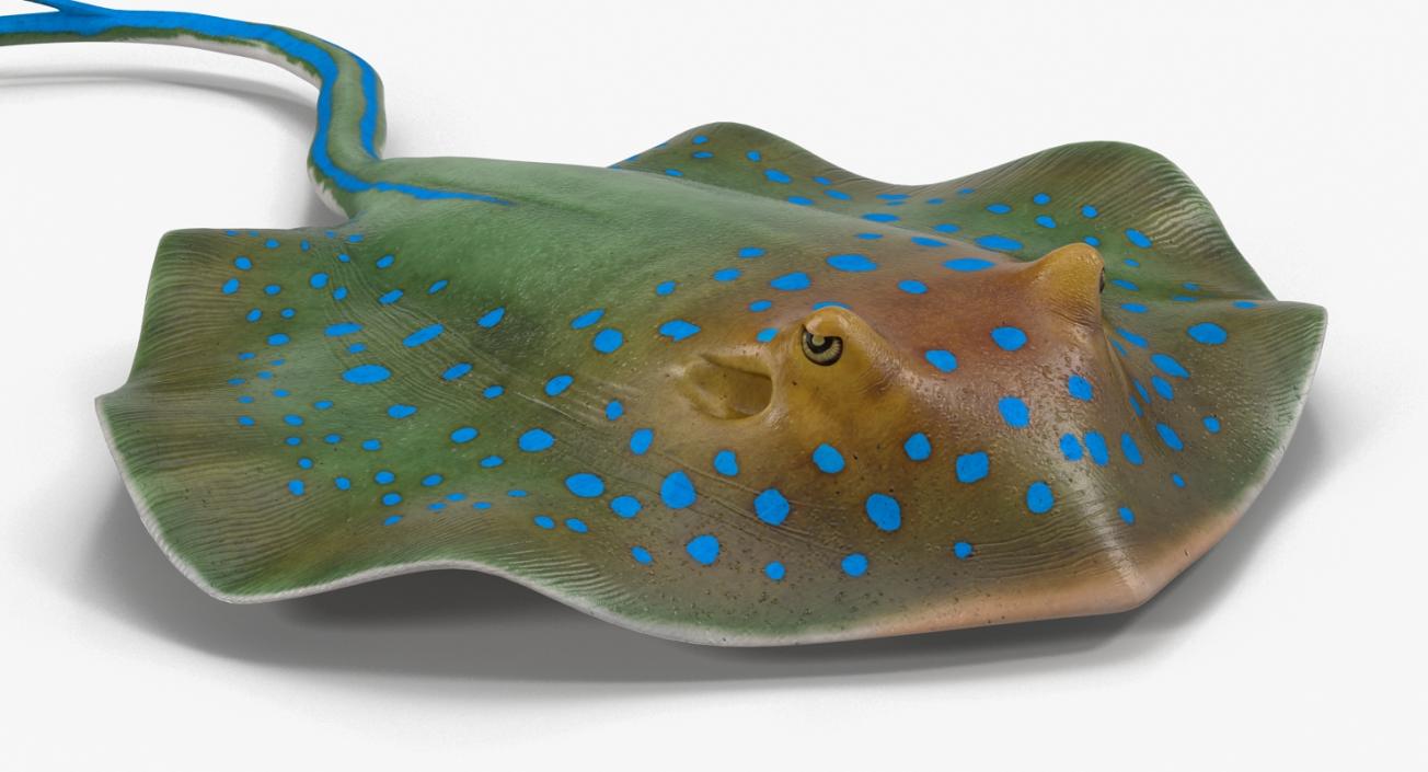 3D Blue Spotted Stingray Rigged model