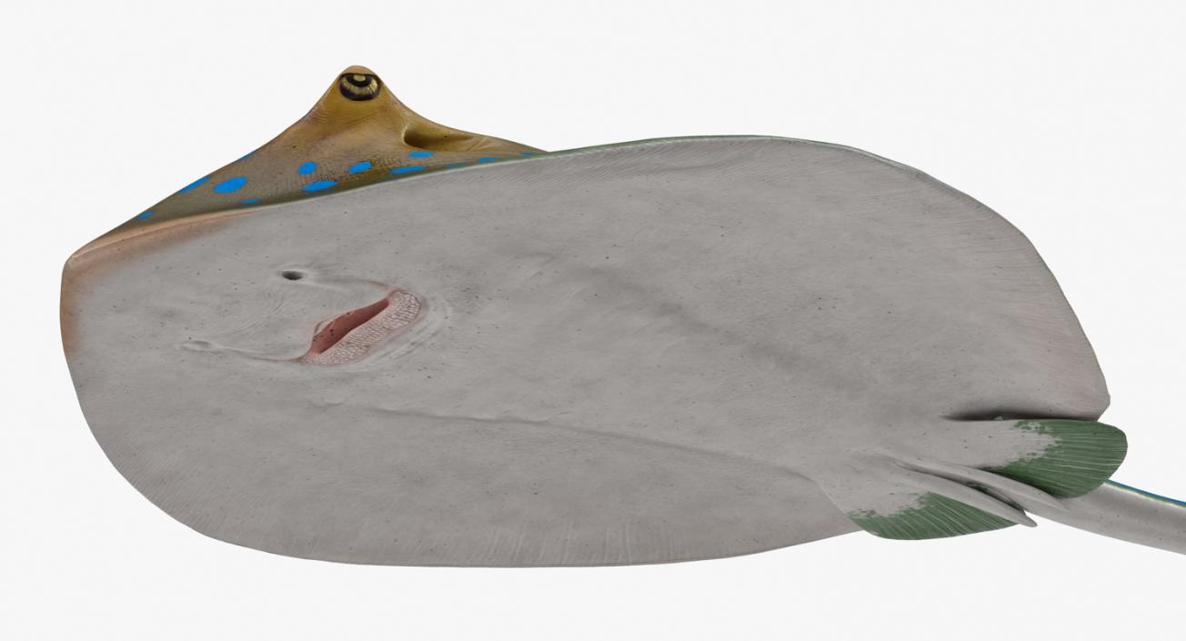 3D Blue Spotted Stingray Rigged model