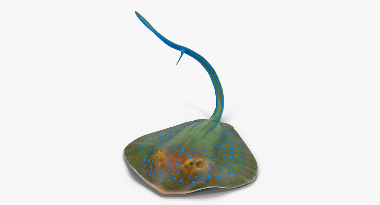 3D Blue Spotted Stingray Pose 2 model