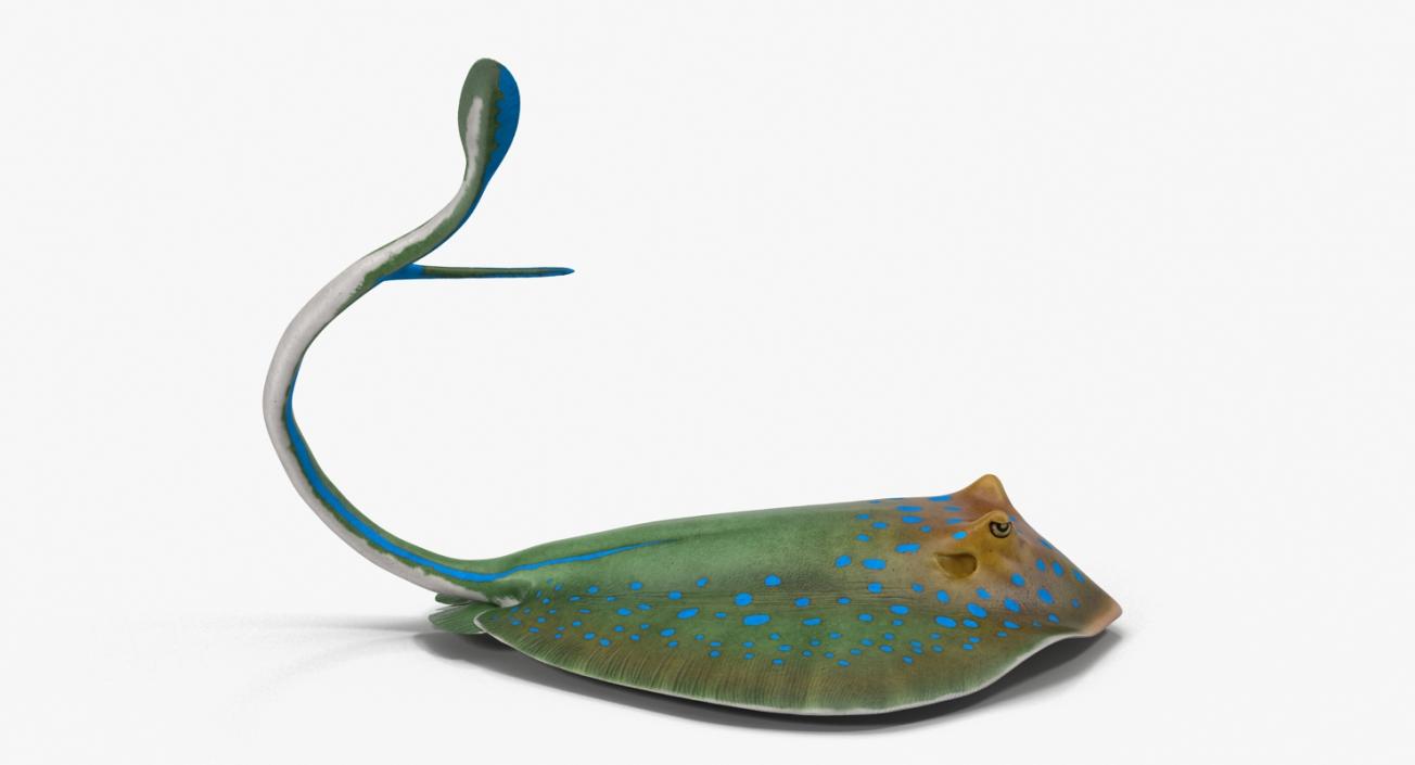 3D Blue Spotted Stingray Pose 2 model