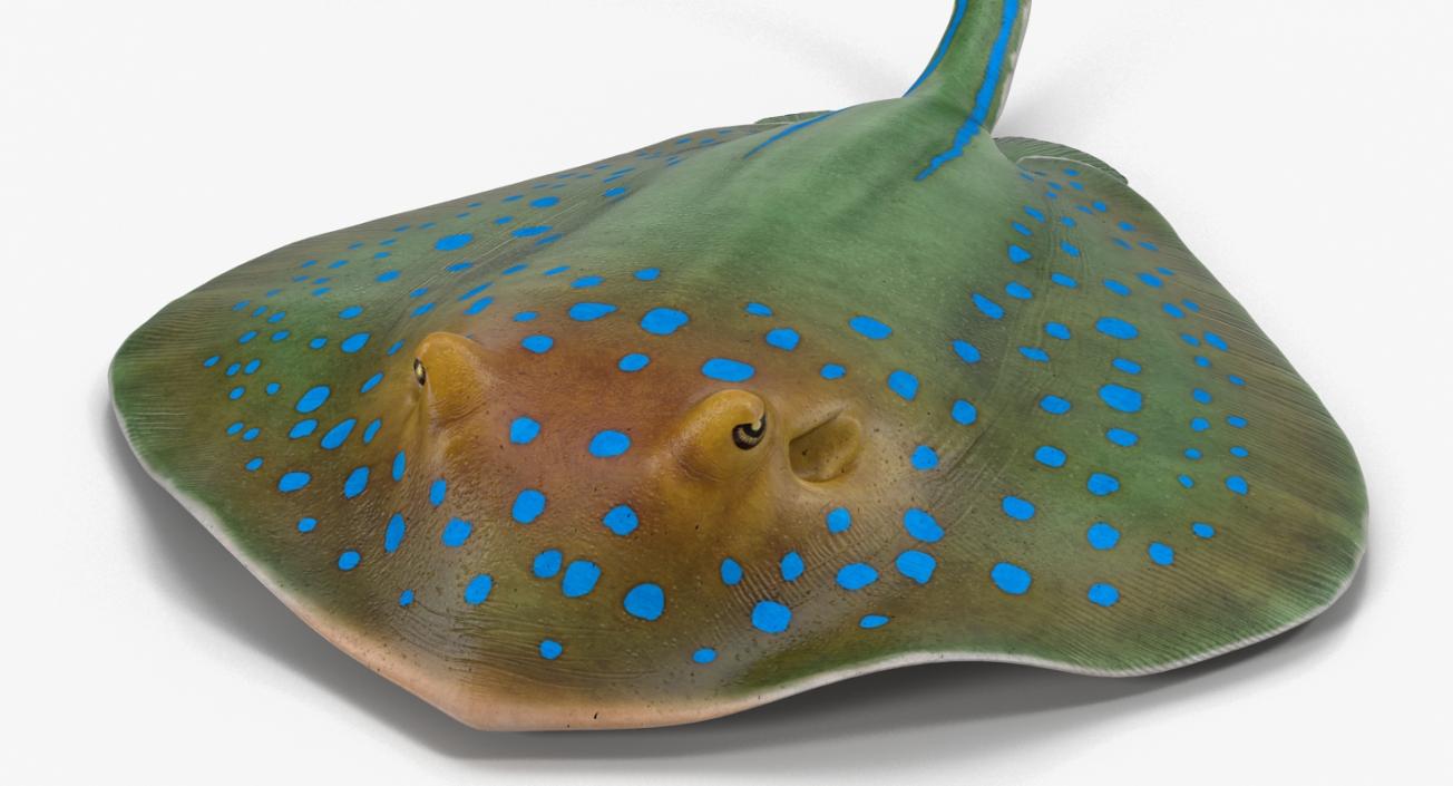 3D Blue Spotted Stingray Pose 2 model