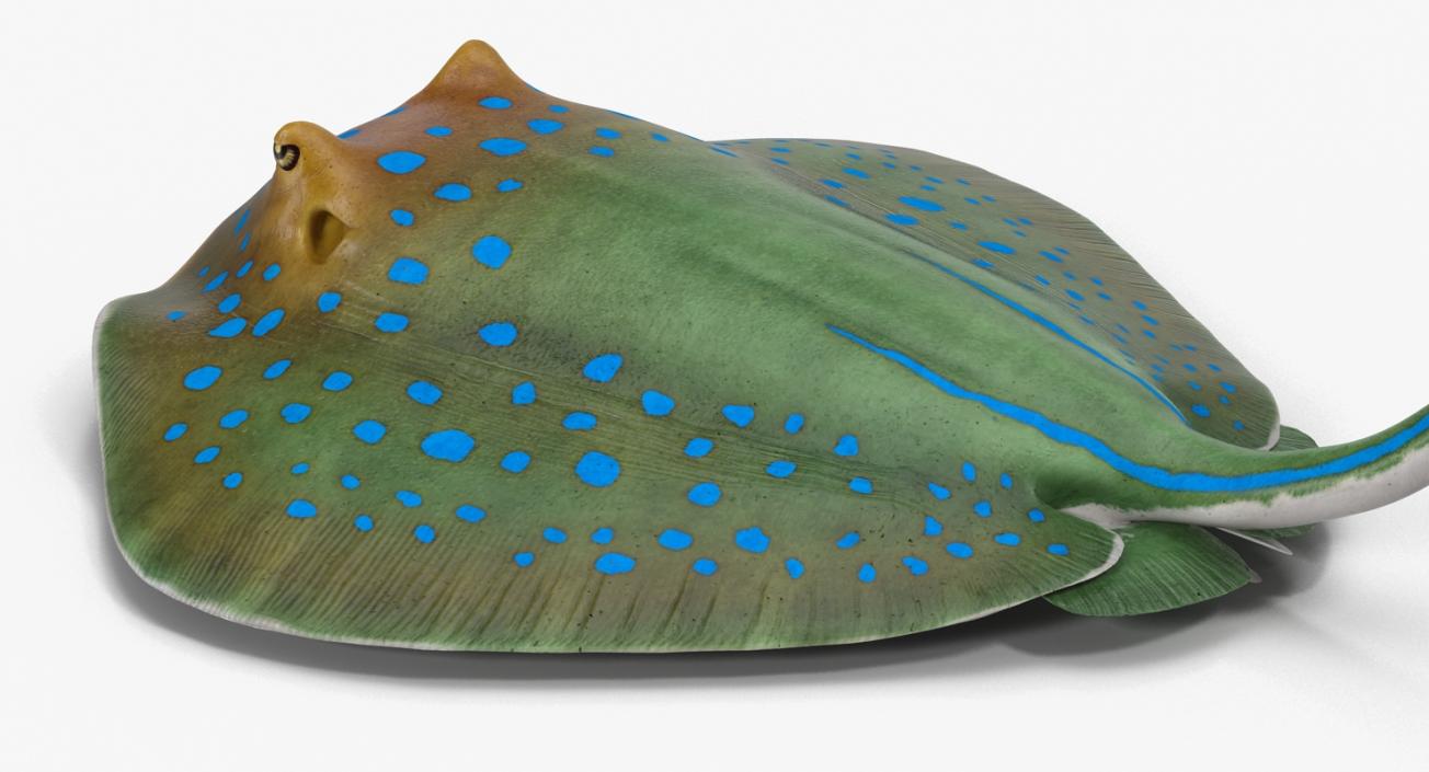 3D Blue Spotted Stingray Pose 2 model