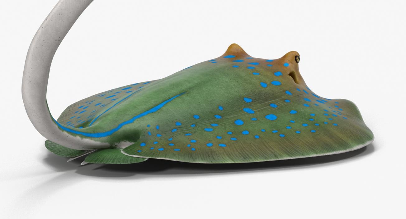 3D Blue Spotted Stingray Pose 2 model