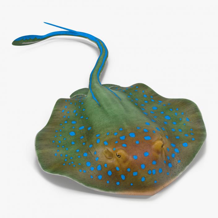 3D Blue Spotted Stingray Pose 3 model