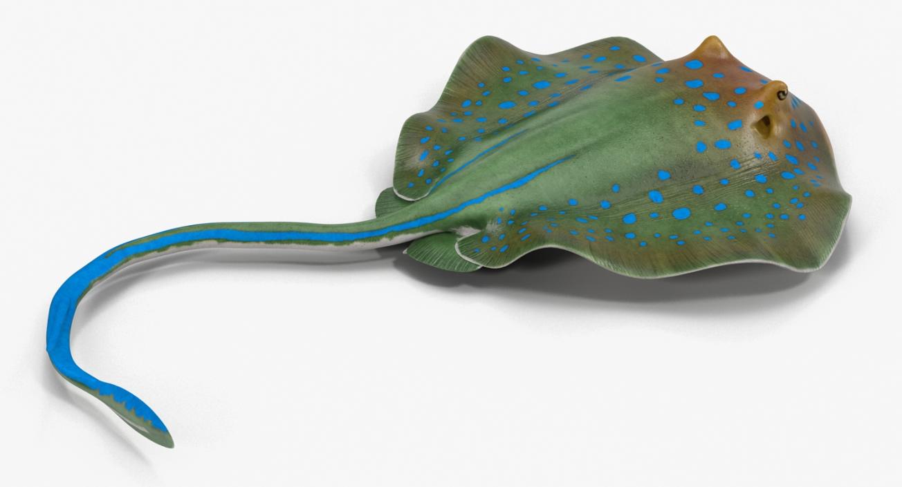 3D Blue Spotted Stingray Pose 3 model