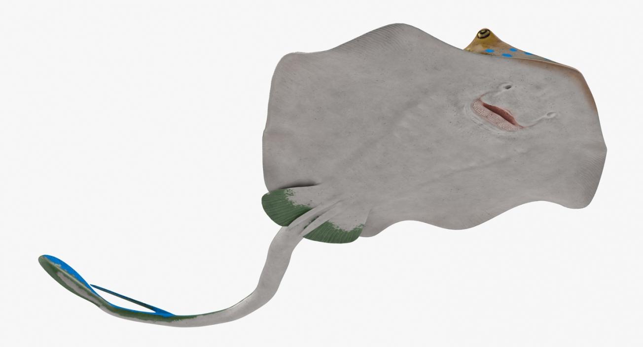 3D Blue Spotted Stingray Pose 3 model