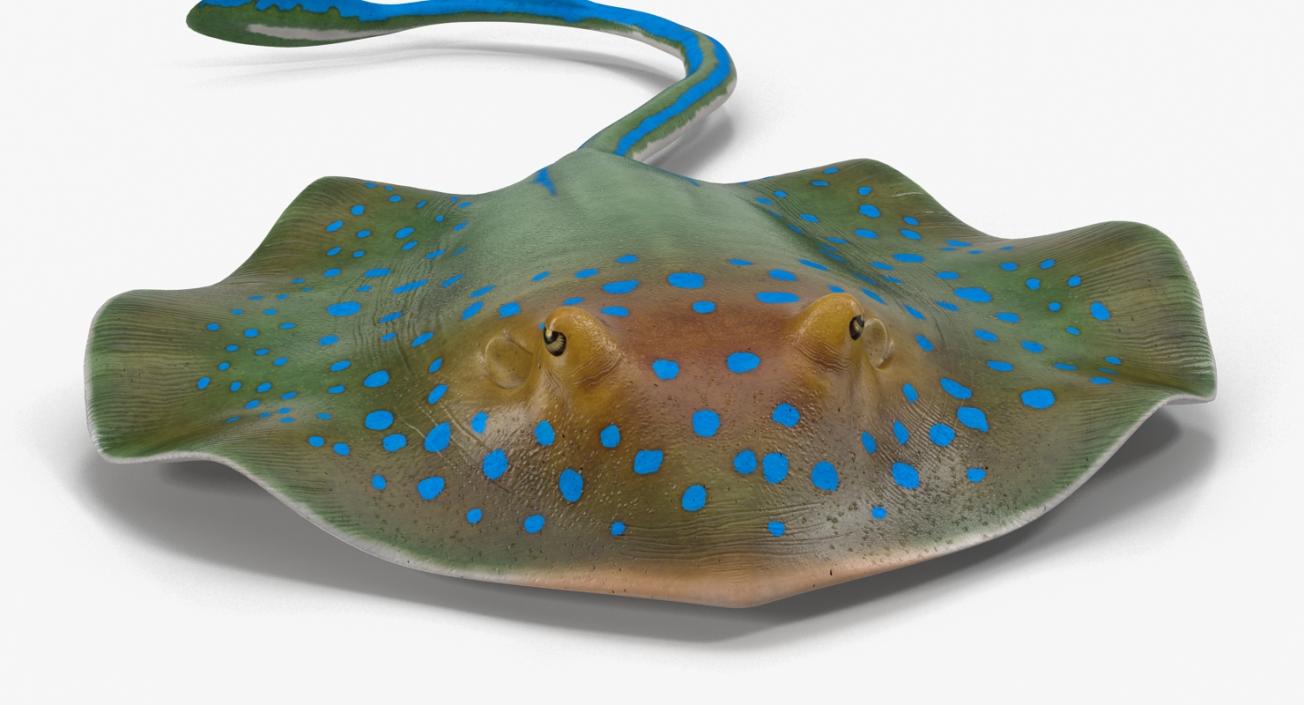 3D Blue Spotted Stingray Pose 3 model