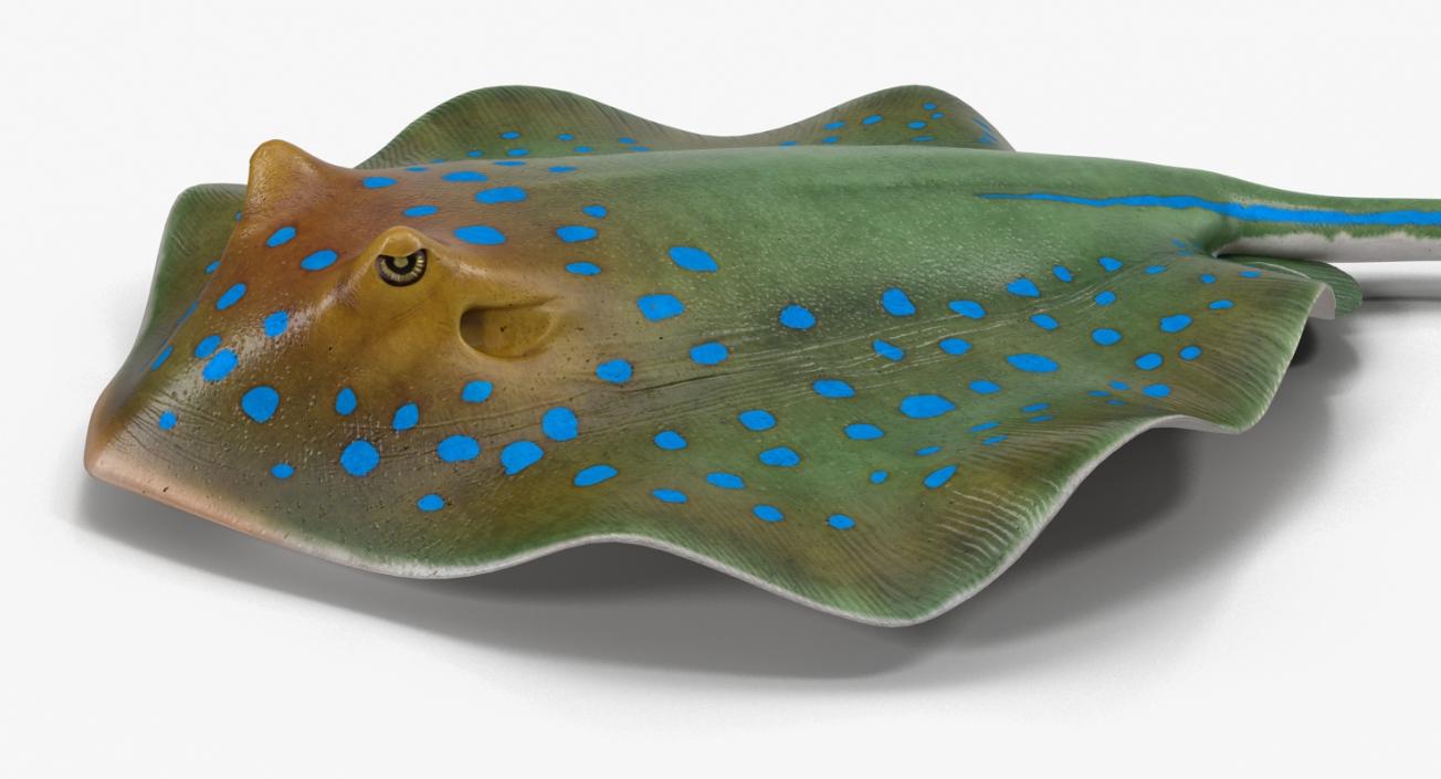 3D Blue Spotted Stingray Pose 3 model