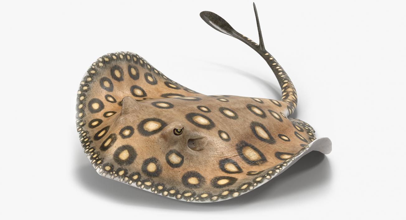 3D River Stingray Rigged