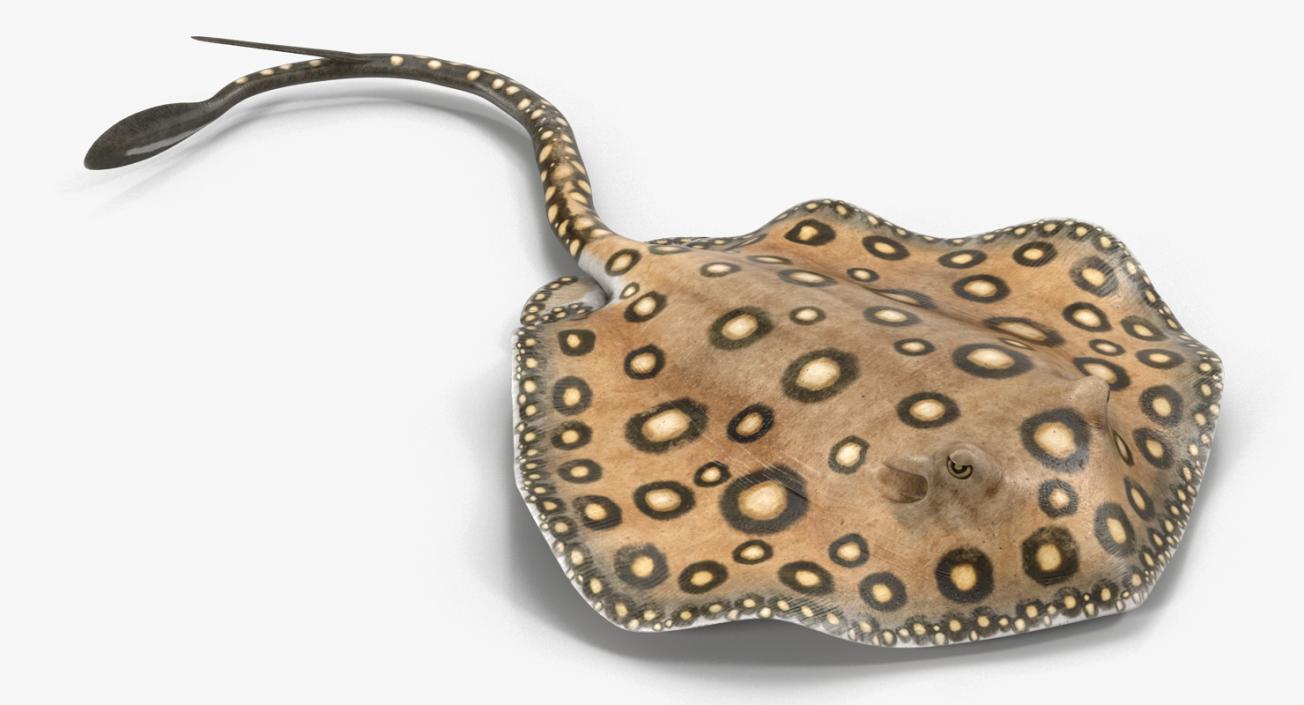 3D River Stingray Rigged