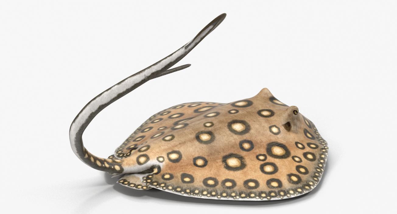 3D River Stingray Rigged