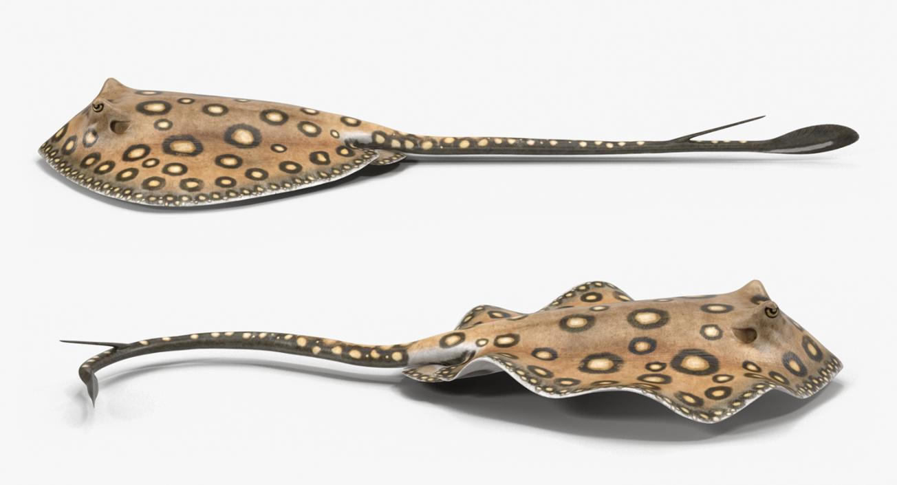 3D River Stingray Rigged