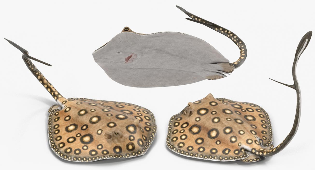 3D River Stingray Rigged